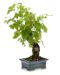 Grapevine Bonsai Tree