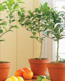 Blood Orange Tree