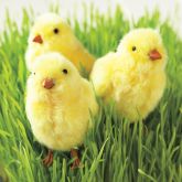 Decorative Fuzzy Chicks