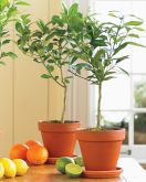 Key Lime Tree