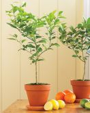 Meyer Lemon Tree