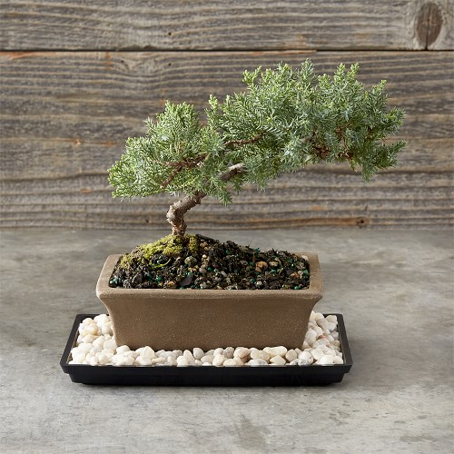 Online Designer Living Room Green Mound Junpier Bonsai, 6