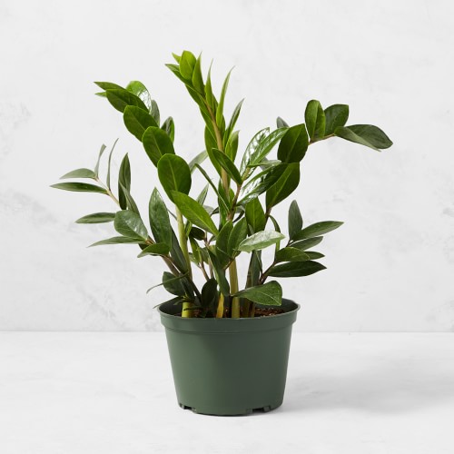Live ZZ House Plant