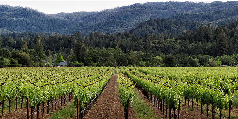 1-WineCountry-Hero 1-WineCountry-Hero