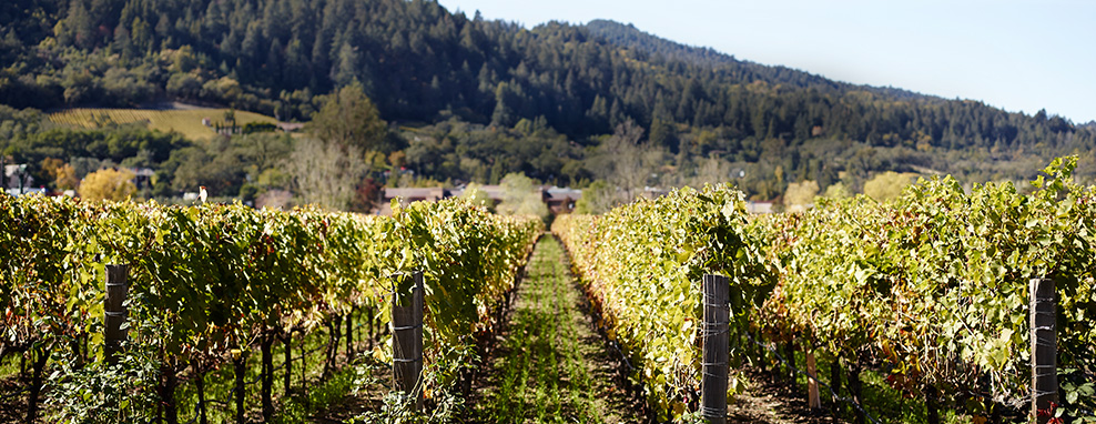 Guide to Wine Guide to Wine