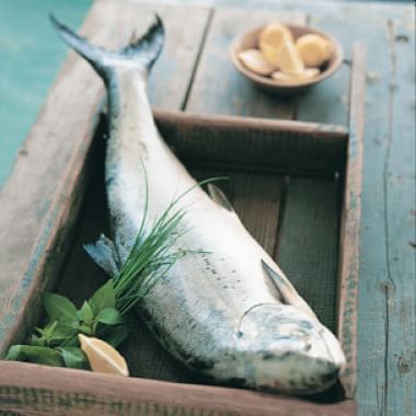 Fish Glossary