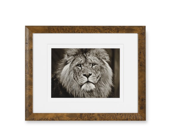 Safari Animals with Burled Wood Frame, Lion