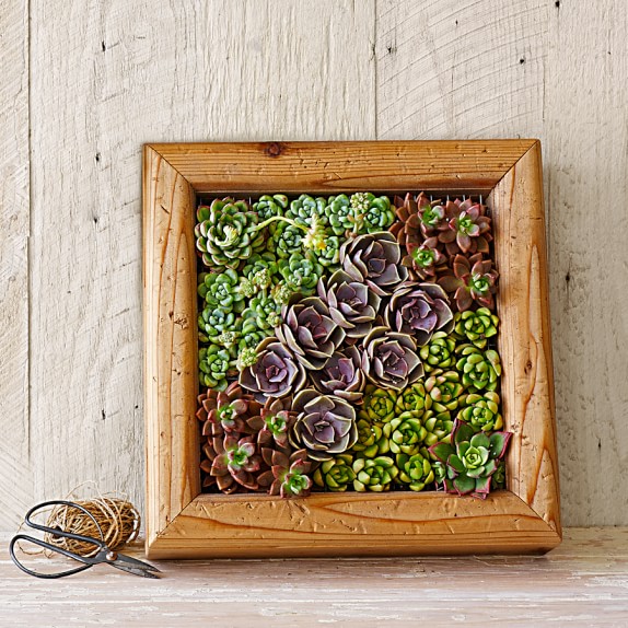 Succulent Distressed Cedar Box
