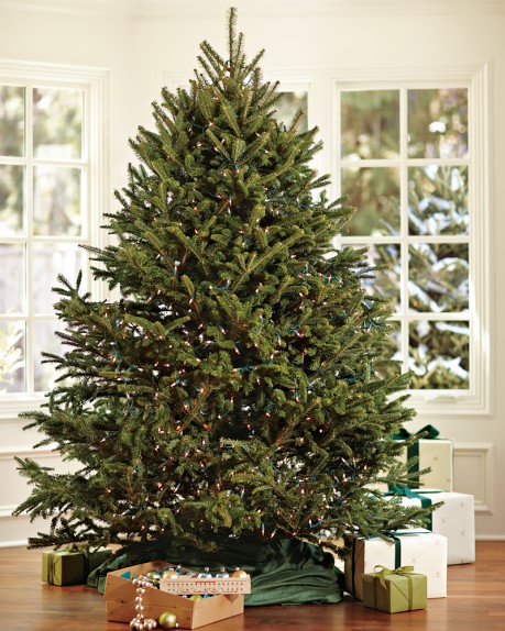 Fresh Blue Ridge Mountain Christmas Tree, 6' - 7', Nov. 8 – Nov. 16