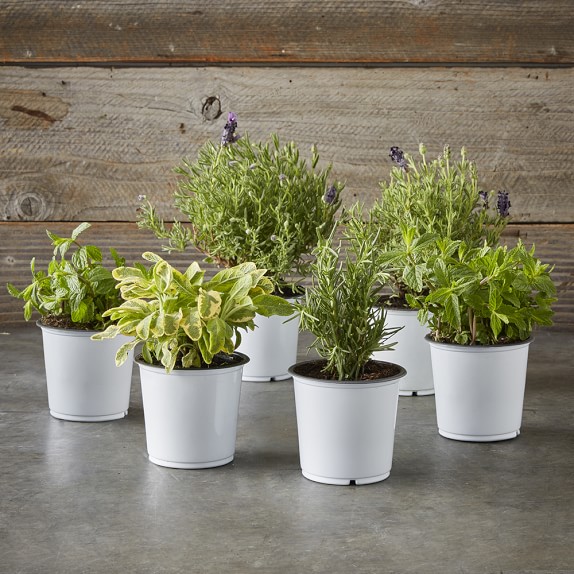 Fragrant Herb Collection, 4