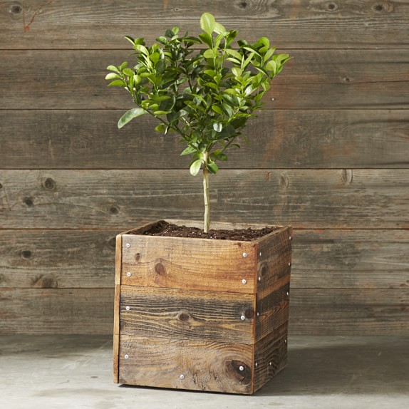 Dwarf Fukushu Kumquat Citrus Tree