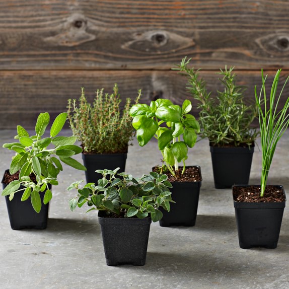 Essential Kitchen Garden Herbs 6Pack Williams Sonoma