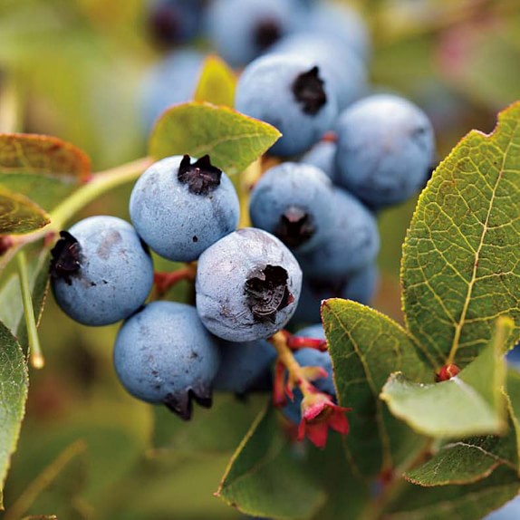 Blueberries, Jersey