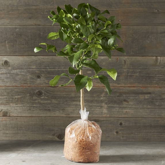 Dwarf Bare-Root Meyer Lemon Tree