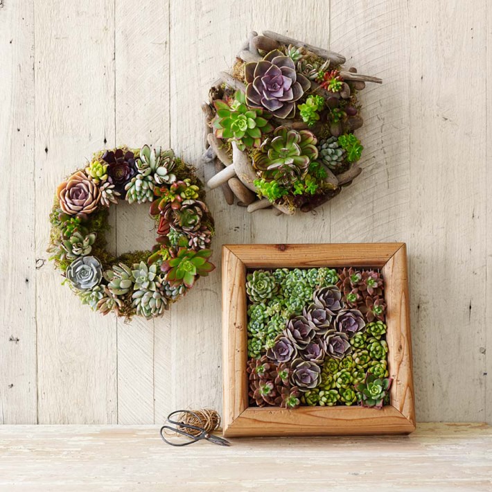 Succulent Wall Art succulent driftwood wall art | williams sonoma Succulent Wall Art succulent driftwood wall art | williams sonoma