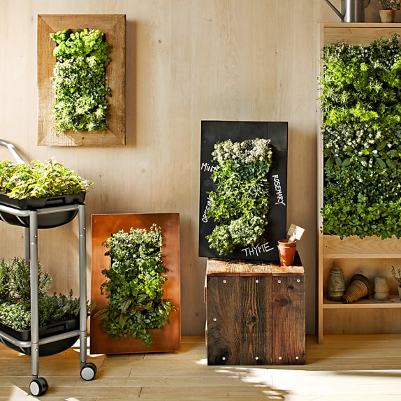 William sanoma plants