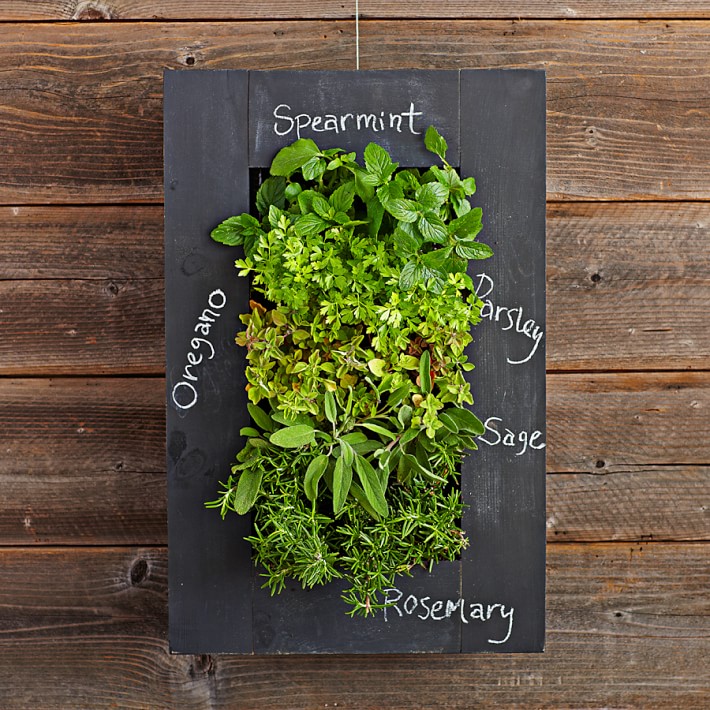 William sanoma plants