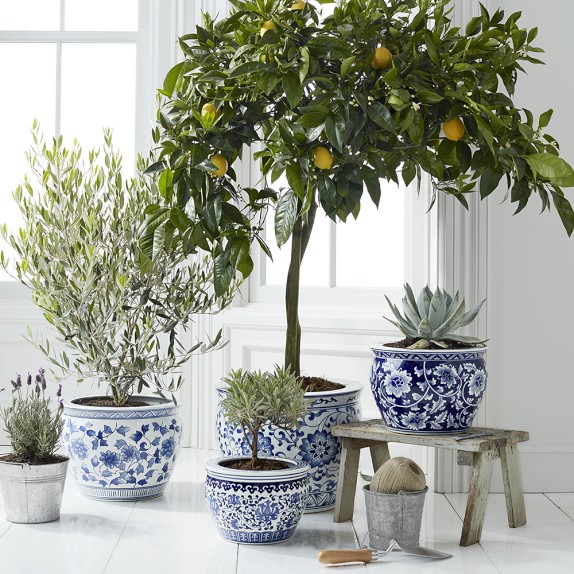 Blue & White Ceramic Planter, Extra Large Williams Sonoma