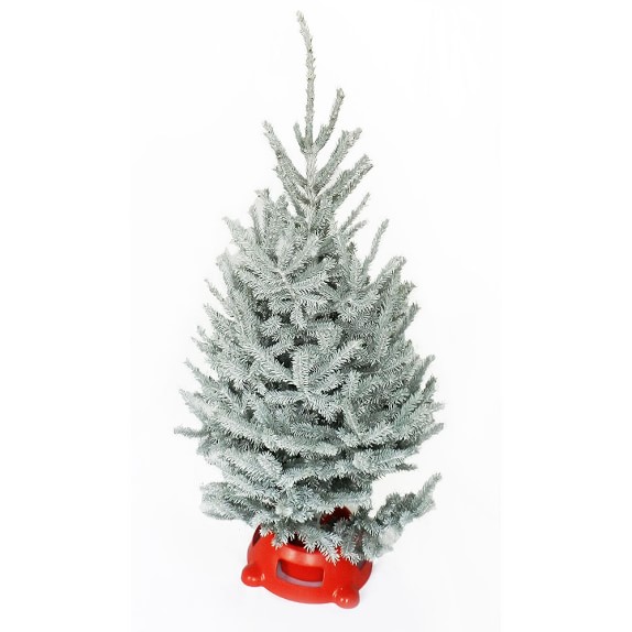 Black Hills Spruce SnowTip Christmas Tree Williams Sonoma