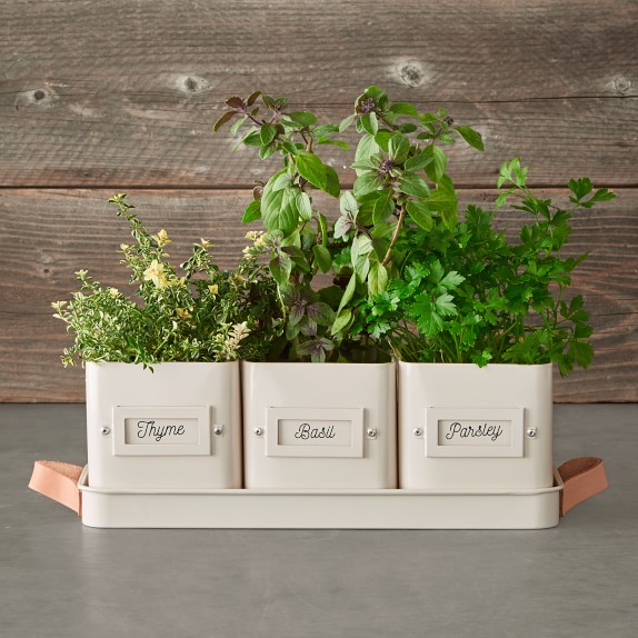 Herb Pot with Tray Williams Sonoma