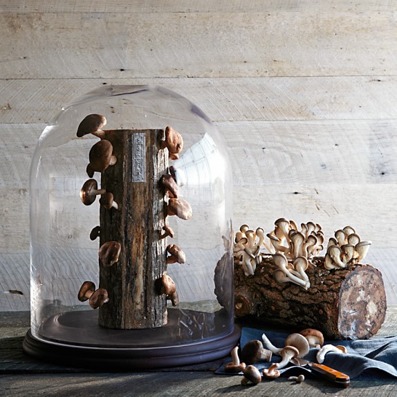 Shiitake Mushroom Log Kit Williams Sonoma