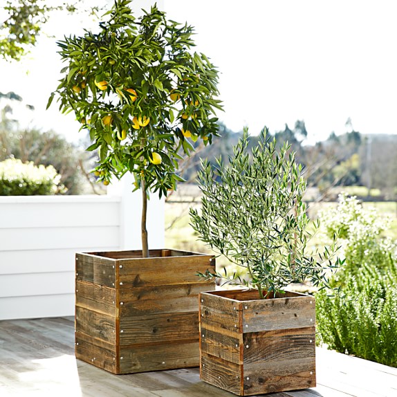 Dwarf BareRoot Meyer Lemon Tree Williams Sonoma