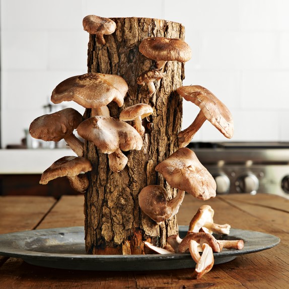 Shiitake Mushroom Log Kit Williams Sonoma
