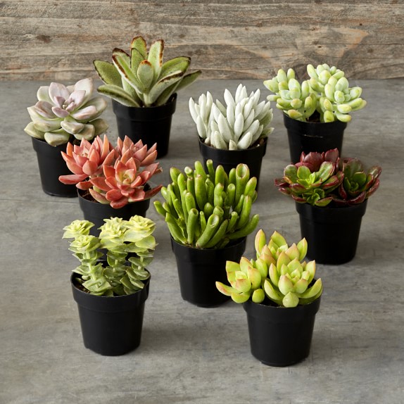 succulent set williams sonoma