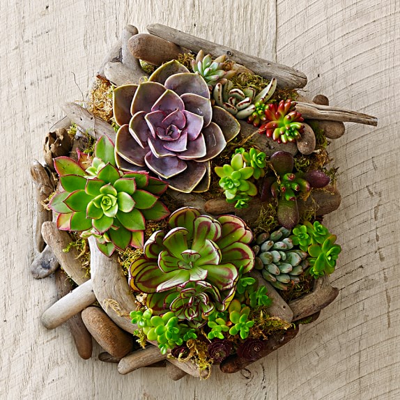 Succulent Driftwood Wall Art Williams Sonoma Succulent Driftwood Wall Art