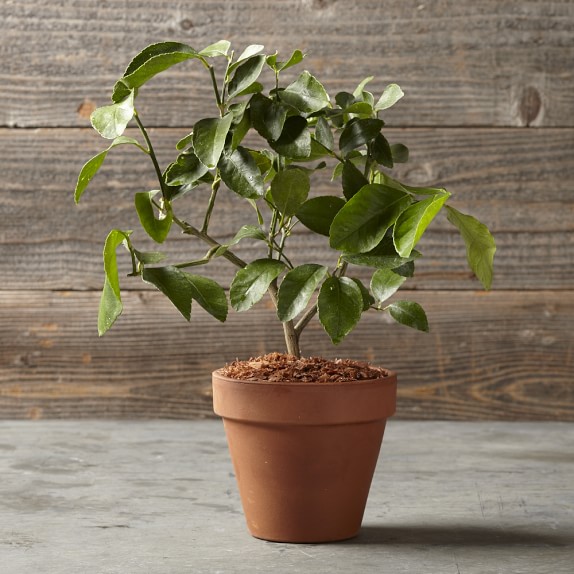 Lime Tree In Terra Cotta Pot Williams Sonoma Lime Tree In Terra Cotta Pot