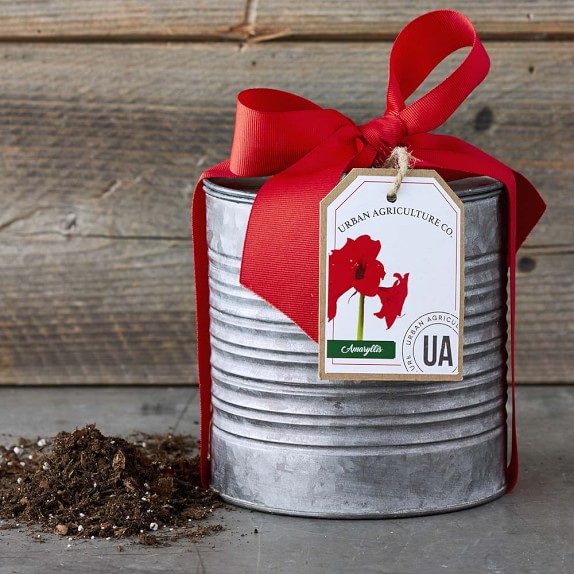 Red Amaryllis Bulb in Can