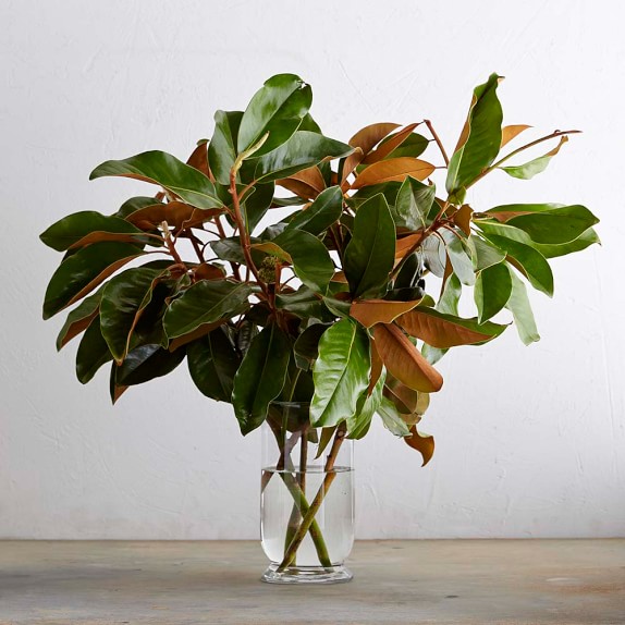 Magnolia Branches Williams Sonoma