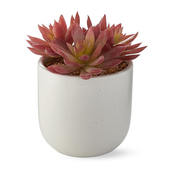 Tulum Succulent, Red