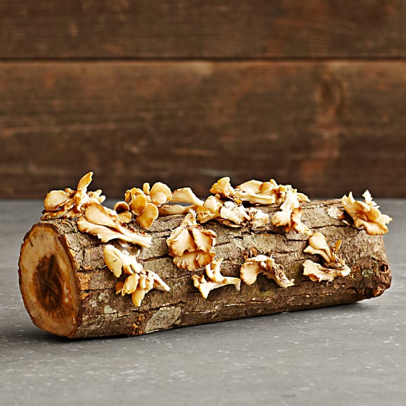 Oyster Mushroom Log Kit Williams Sonoma