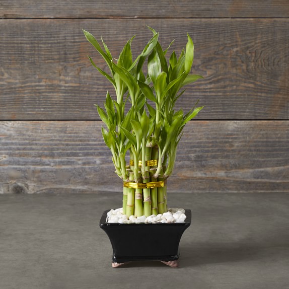 Lucky Bamboo Tree