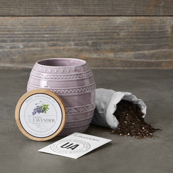Grow Your Own Lavender Kit