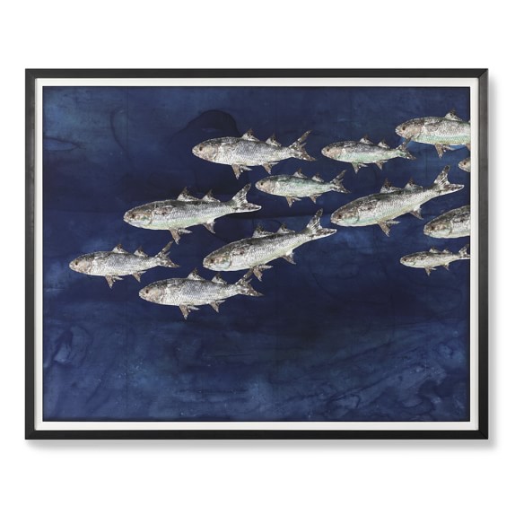 School of Fish