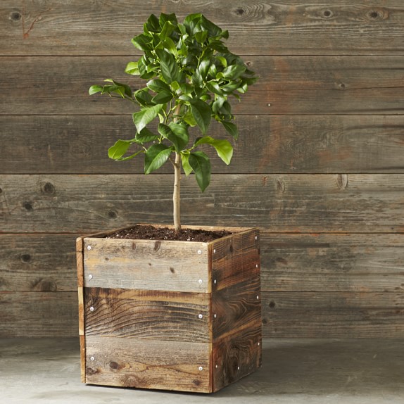 Dwarf Genoa Italian Lemon Citrus Tree
