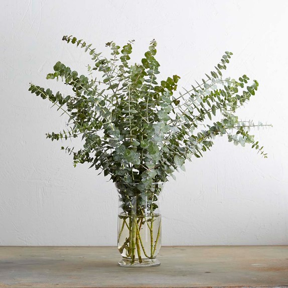 Spiral Eucalyptus Branches