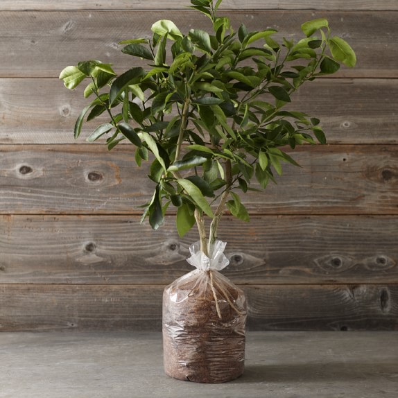 Dwarf Washington Navel Orange Tree Dwarf Washington Navel Orange Tree