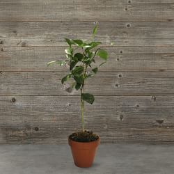 Potted Trees, Heirloom Seeds & Garden Kits | Williams Sonoma