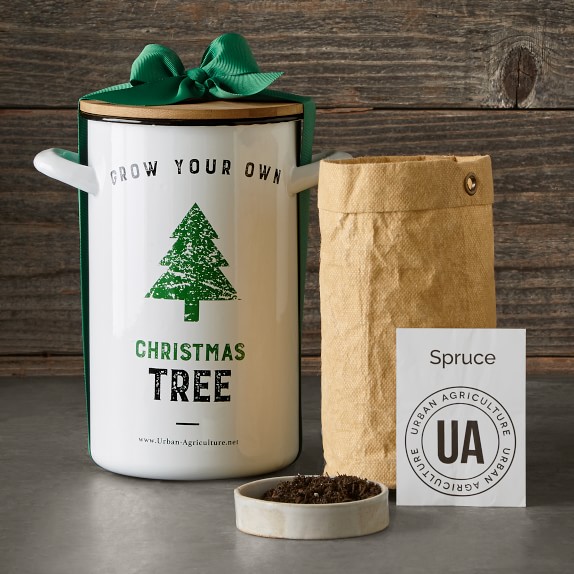 Grow Your Own Christmas Tree in a Pot Williams Sonoma